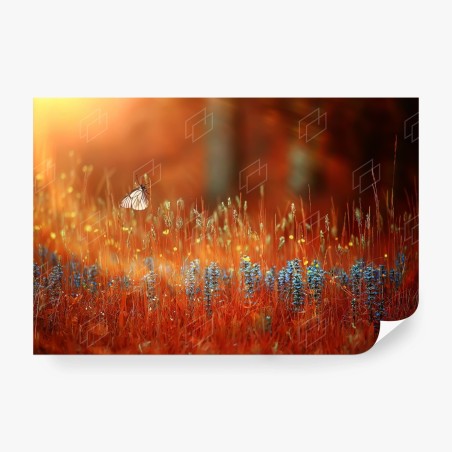 Papier peint papillon sur fleurs sauvages au coucher de soleil – Wallnifity®