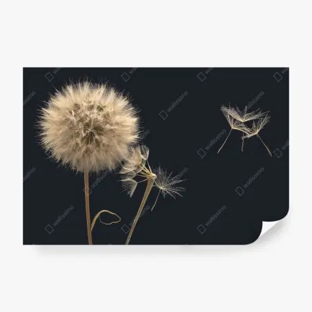 Papier peint souffle de pissenlit sur fond sombre – Wallnifity®
