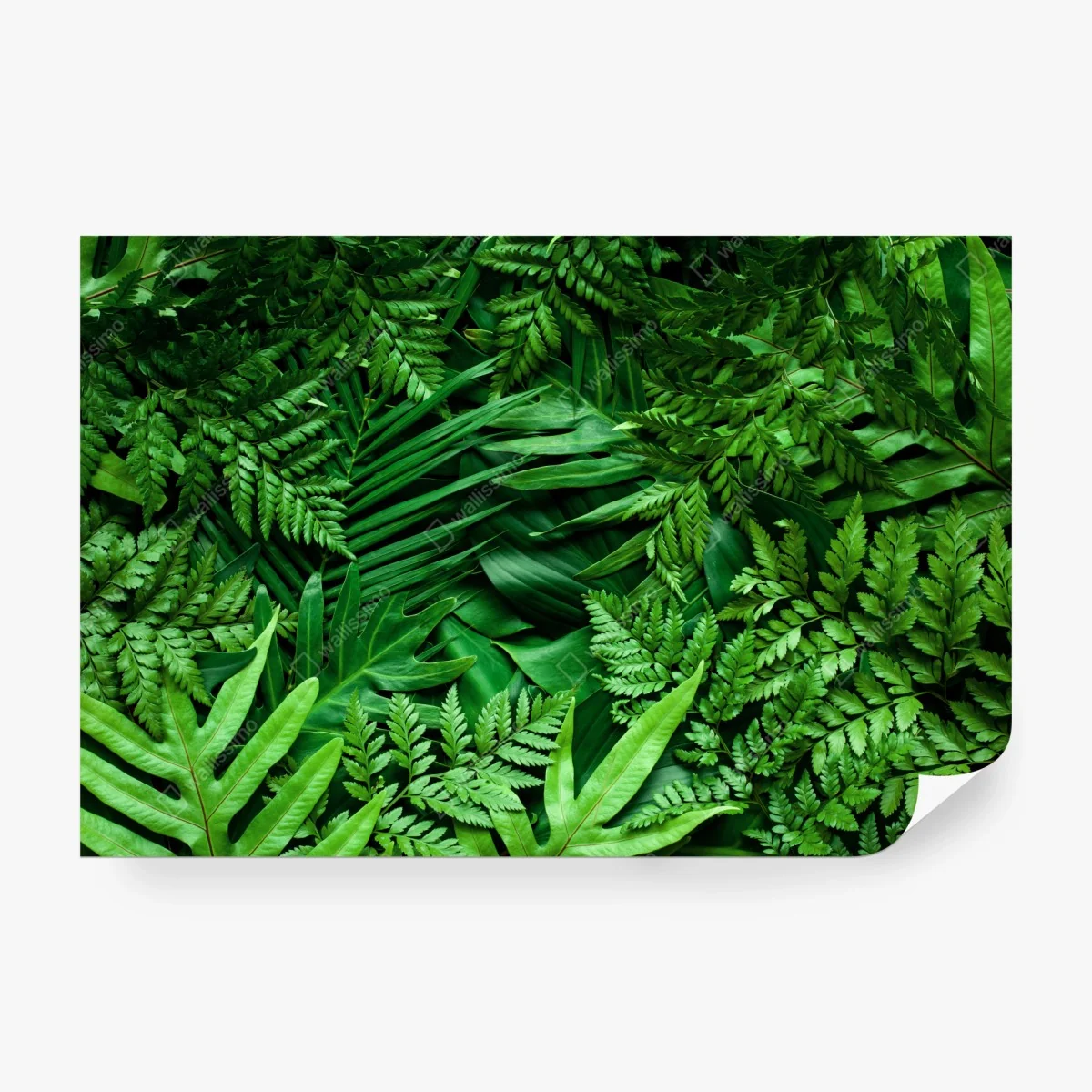 Papier peint végétation tropicale luxuriante – Wallnifity® Papier peint végétation tropicale luxuriante – Wallnifity®