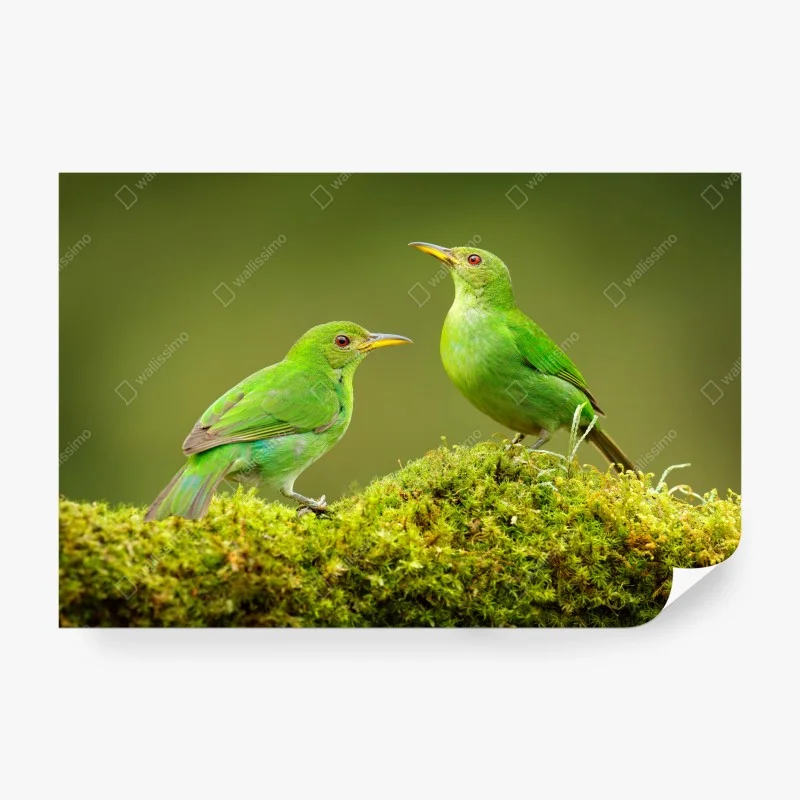 Papier peint deux oiseaux tropicaux verts sur tapis de mousse – Wallnifity® Papier peint deux oiseaux tropicaux verts sur tapis de mousse – Wallnifity®
