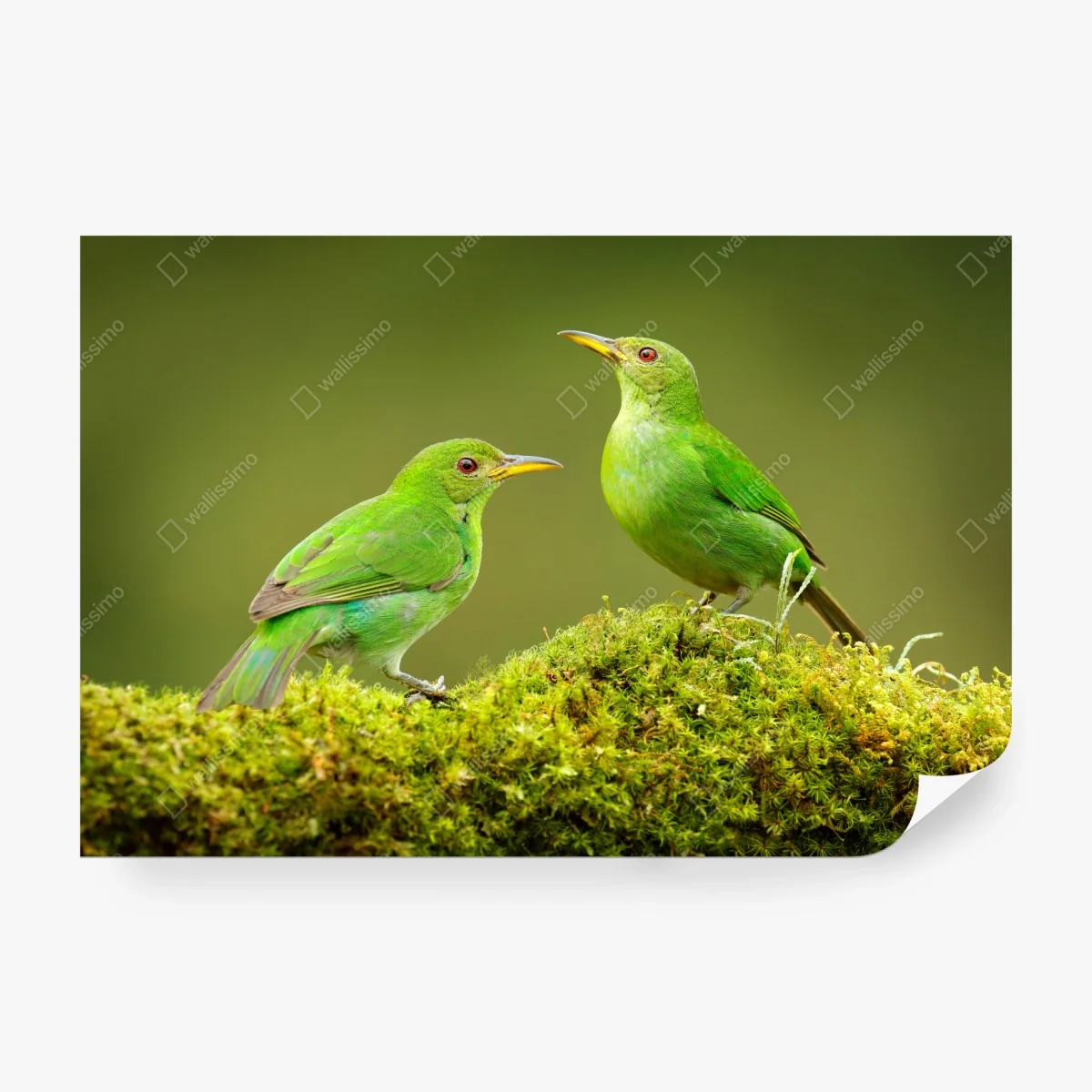 Papier peint deux oiseaux tropicaux verts sur tapis de mousse – Wallnifity® Papier peint deux oiseaux tropicaux verts sur tapis de mousse – Wallnifity®