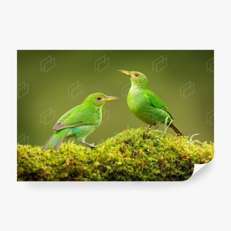 Papier peint deux oiseaux tropicaux verts sur tapis de mousse – Wallnifity®
