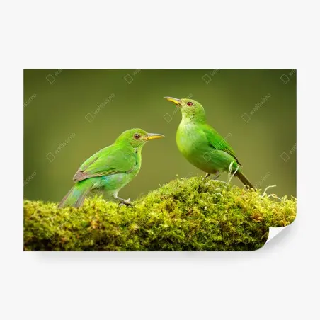 Papier peint deux oiseaux tropicaux verts sur tapis de mousse – Wallnifity®