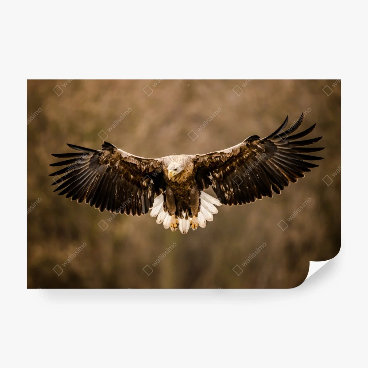 Papier peint aigle majestueux en plein vol – Wallnifity® Papier peint aigle majestueux en plein vol – Wallnifity®