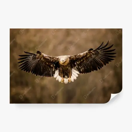 Papier peint aigle majestueux en plein vol – Wallnifity®