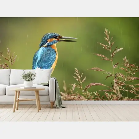 Papier peint martin-pêcheur coloré sur perche sous la pluie – Wallnifity®