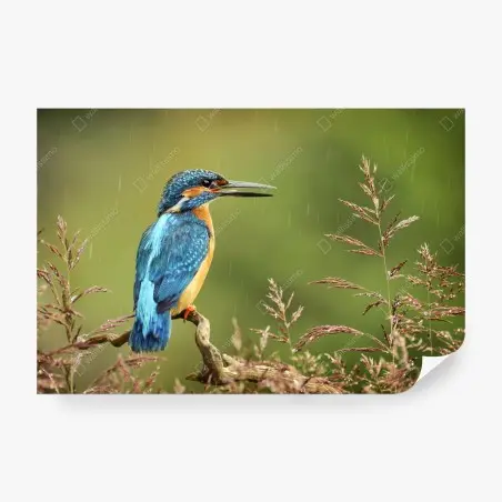 Papier peint martin-pêcheur coloré sur perche sous la pluie – Wallnifity®