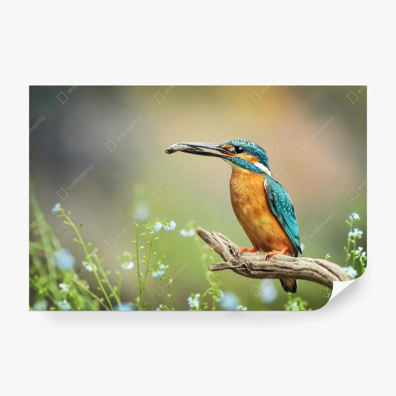 Papier peint martin-pêcheur bleu-orange sur branche – Wallnifity® Papier peint martin-pêcheur bleu-orange sur branche – Wallnifity®