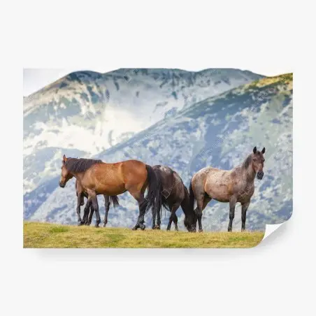 Papier peint chevaux sauvages sur l'alpage – Wallnifity®