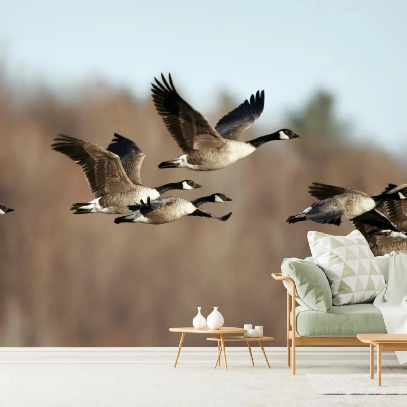 Oiseaux – Wallnifity®
