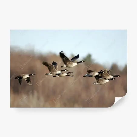 Papier peint oies bernaches en formation – Wallnifity®