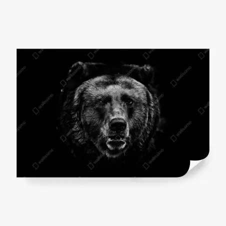 Papier peint portrait d'ours brun en clair-obscur – Wallnifity®
