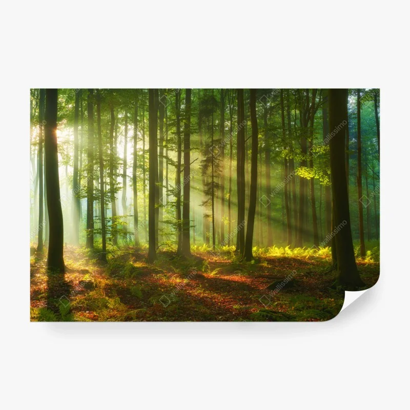 Papier peint aube dorée dans la forêt – Wallnifity® Papier peint aube dorée dans la forêt – Wallnifity®