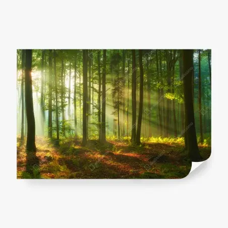 Papier peint aube dorée dans la forêt – Wallnifity®