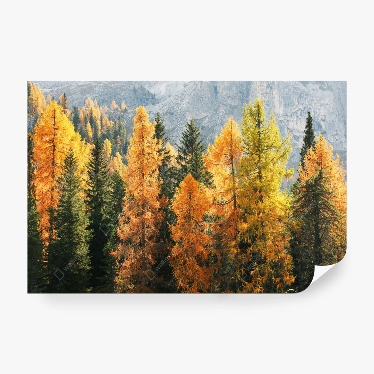 Papier peint forêt de mélèzes aux couleurs dorées – Wallnifity®