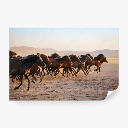 Papier peint troupeau de chevaux yilki au galop à Kayseri – Wallnifity®