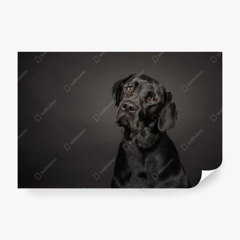 Papier peint portrait élégant d'un labrador noir – Wallnifity® Papier peint portrait élégant d'un labrador noir – Wallnifity®