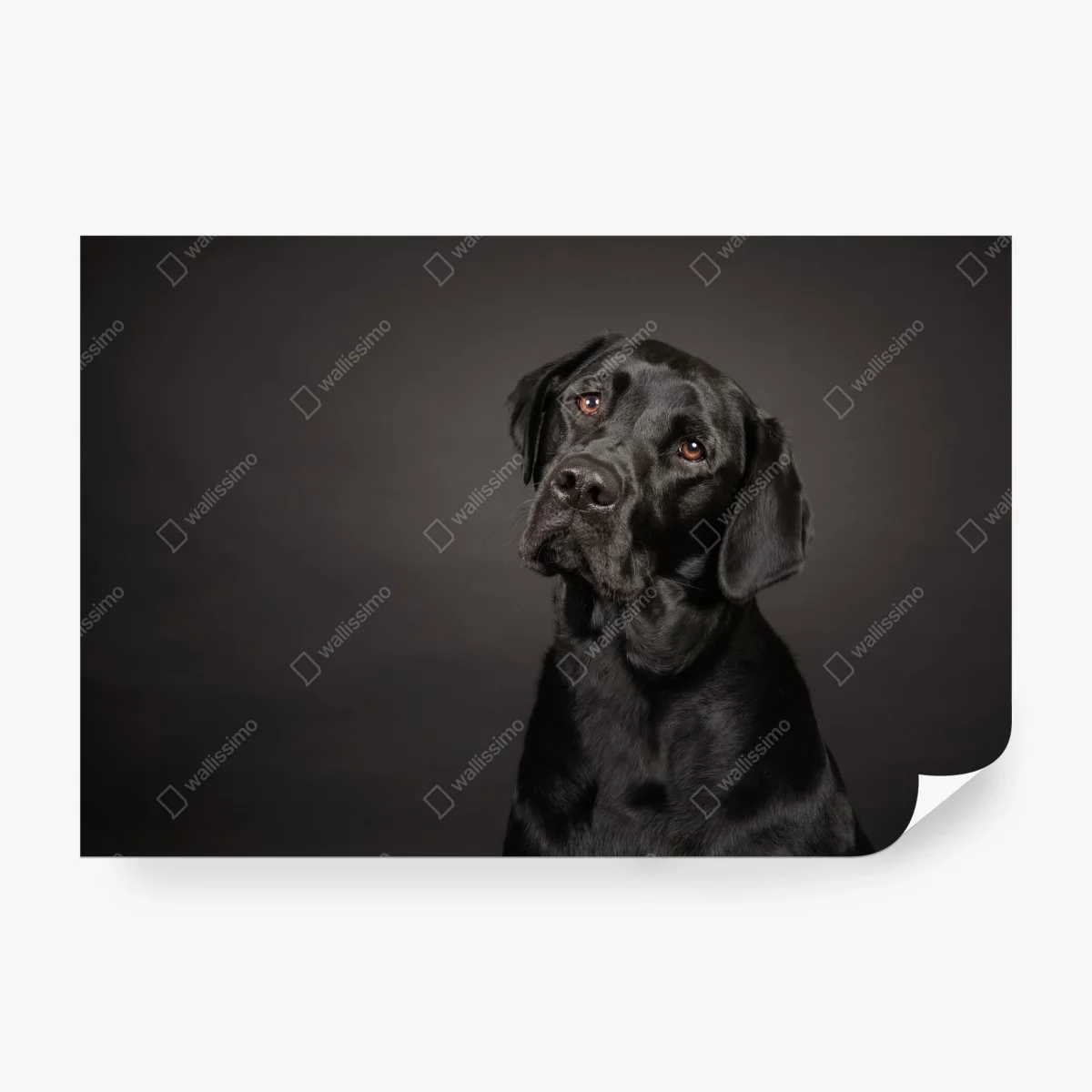 Papier peint portrait élégant d'un labrador noir – Wallnifity® Papier peint portrait élégant d'un labrador noir – Wallnifity®