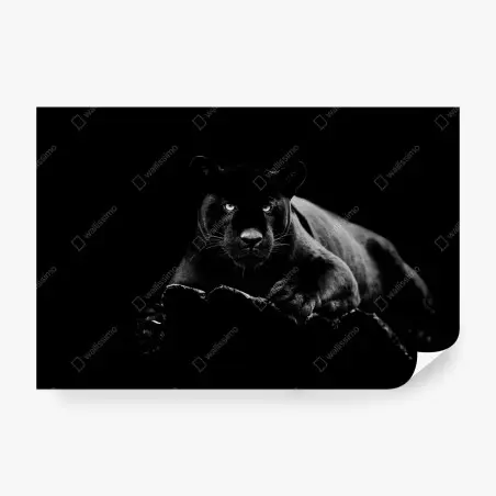 Papier peint regard perçant de la panthère noire – Wallnifity®