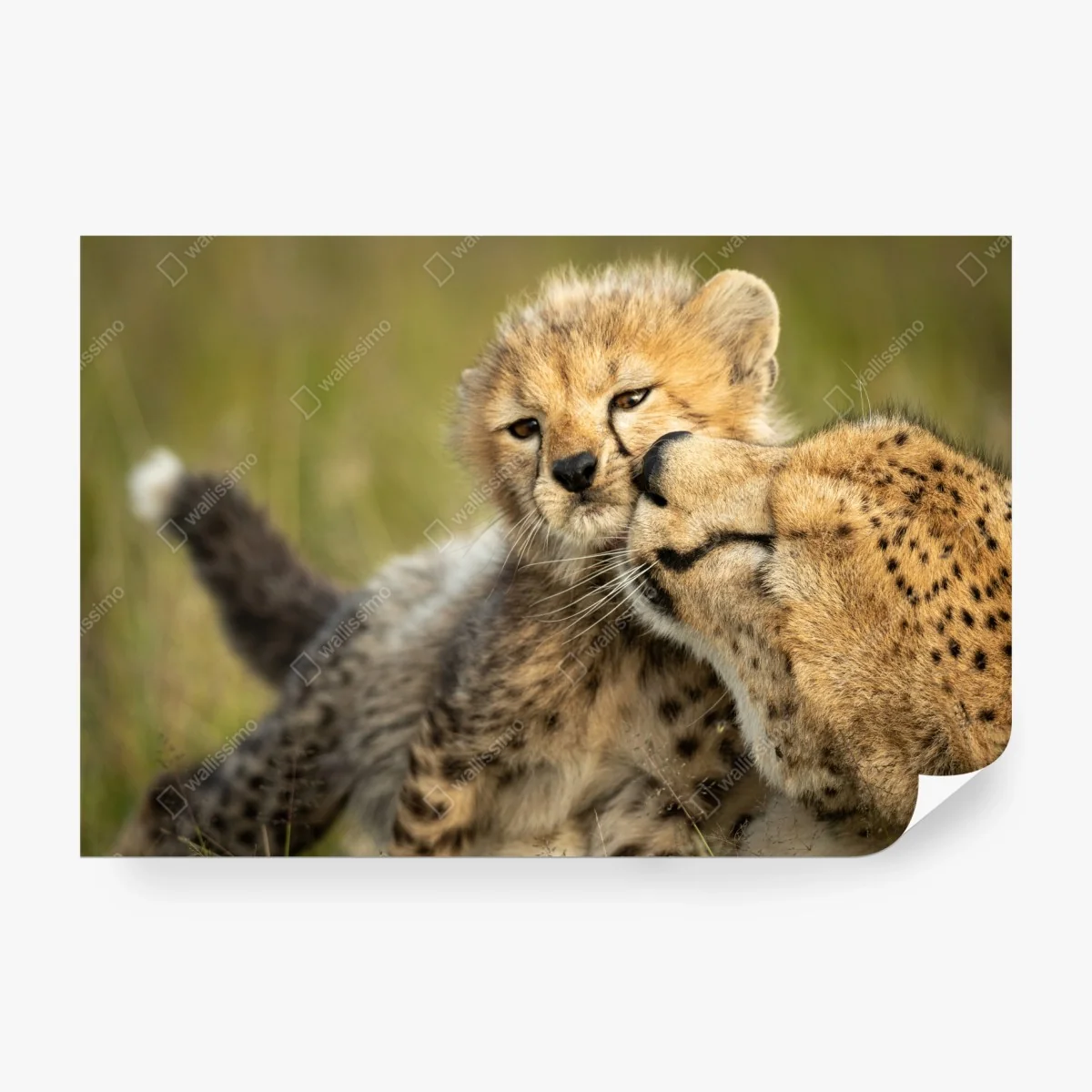 Papier peint tendresse sauvage : guéparde et son petit – Wallnifity®