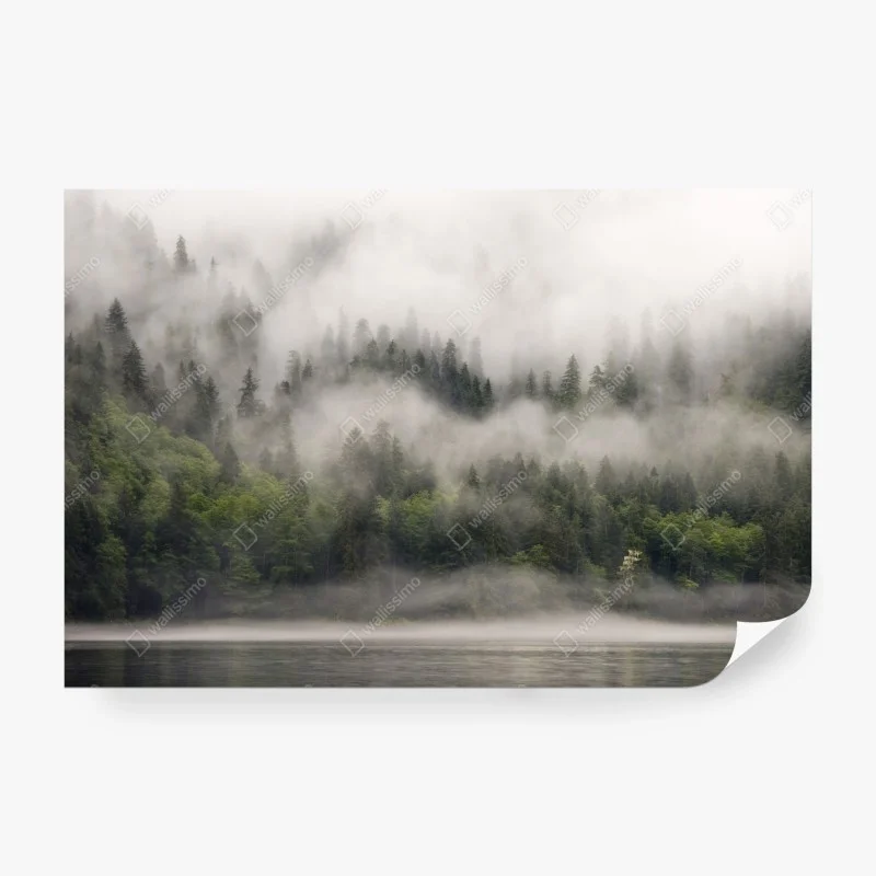 Papier peint brume enveloppante dans la forêt de Colombie-Britannique – Wallnifity® Papier peint brume enveloppante dans la forêt de Colombie-Britannique – Wallnifity®