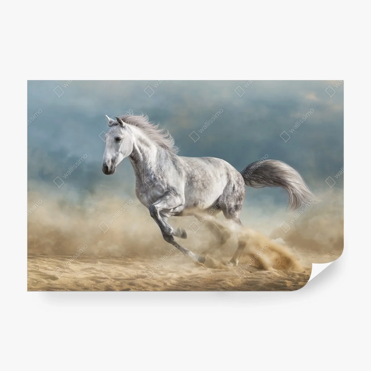 Papier peint cheval gris en plein galop – Wallnifity® Papier peint cheval gris en plein galop – Wallnifity®