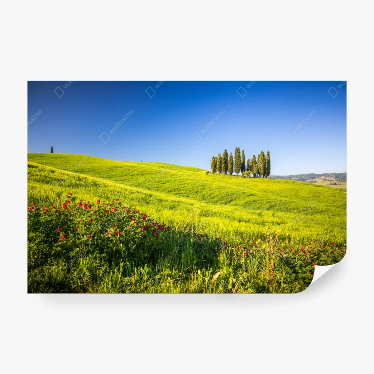 Papier peint évasion Toscane: collines verdoyantes et cyprès – Wallnifity® Papier peint évasion Toscane: collines verdoyantes et cyprès – Wallnifity®