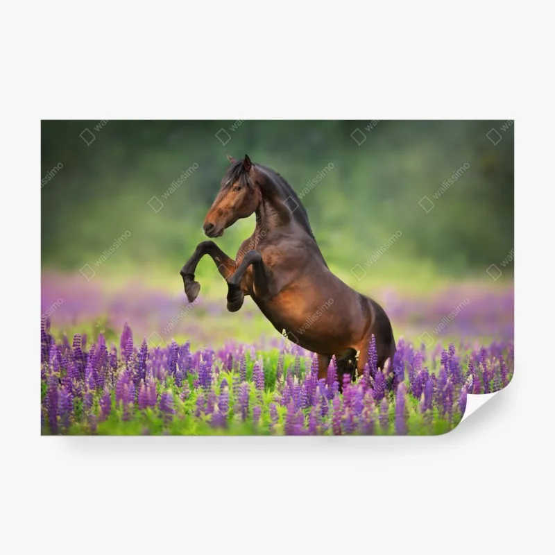 Papier peint étalon cabré dans un champ de lupins – Wallnifity® Papier peint étalon cabré dans un champ de lupins – Wallnifity®