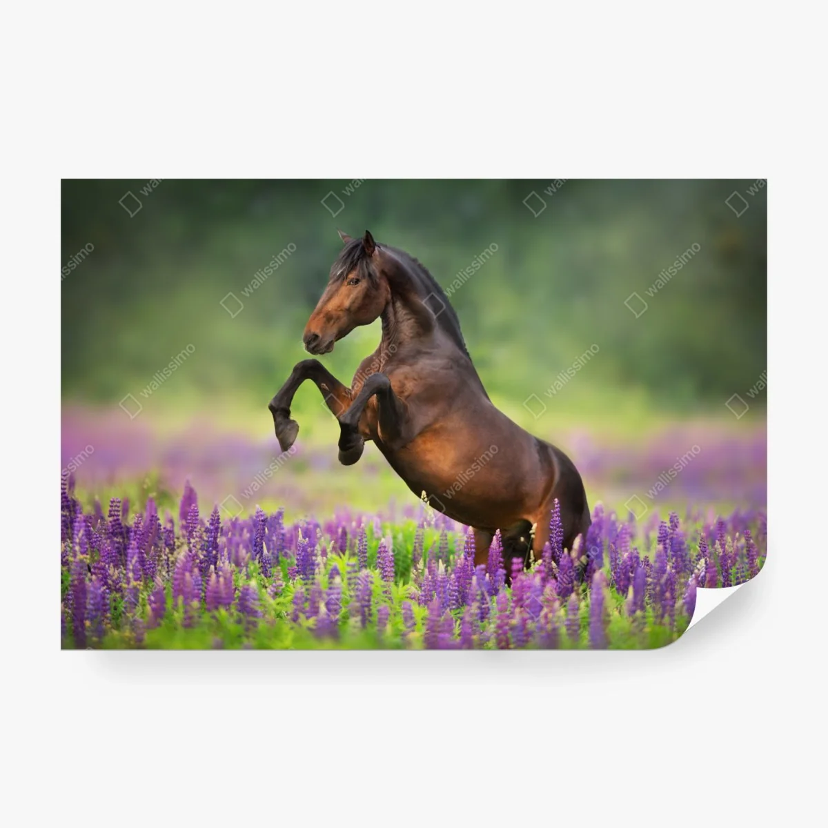 Papier peint étalon cabré dans un champ de lupins – Wallnifity® Papier peint étalon cabré dans un champ de lupins – Wallnifity®