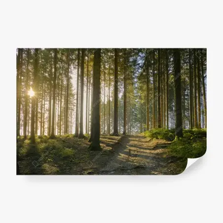 Papier peint sentier forestier baigné de lumière dorée – Wallnifity®