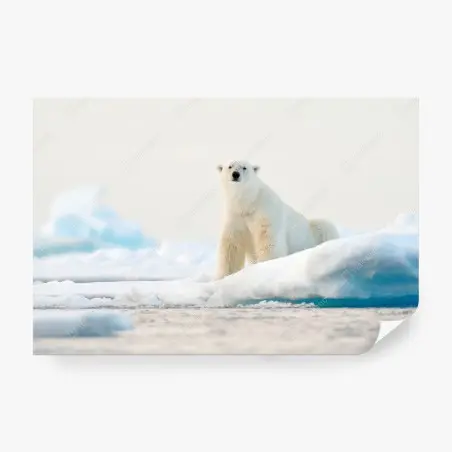 Papier peint ours polaire sur la banquise à Svalbard – Wallnifity®