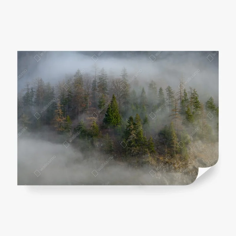 Papier peint forêt brumeuse sur flanc de montagne – Wallnifity® Papier peint forêt brumeuse sur flanc de montagne – Wallnifity®
