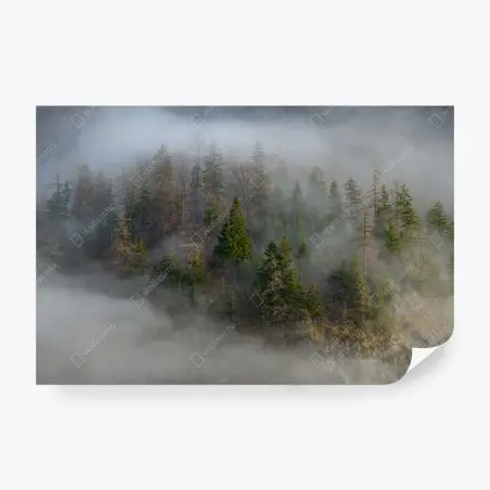 Papier peint forêt brumeuse sur flanc de montagne – Wallnifity®