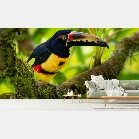 Papier peint toucan à collier : éclat tropical – Wallnifity®