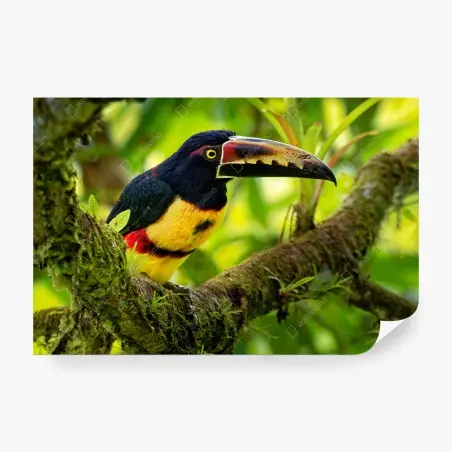 Papier peint toucan à collier : éclat tropical – Wallnifity®