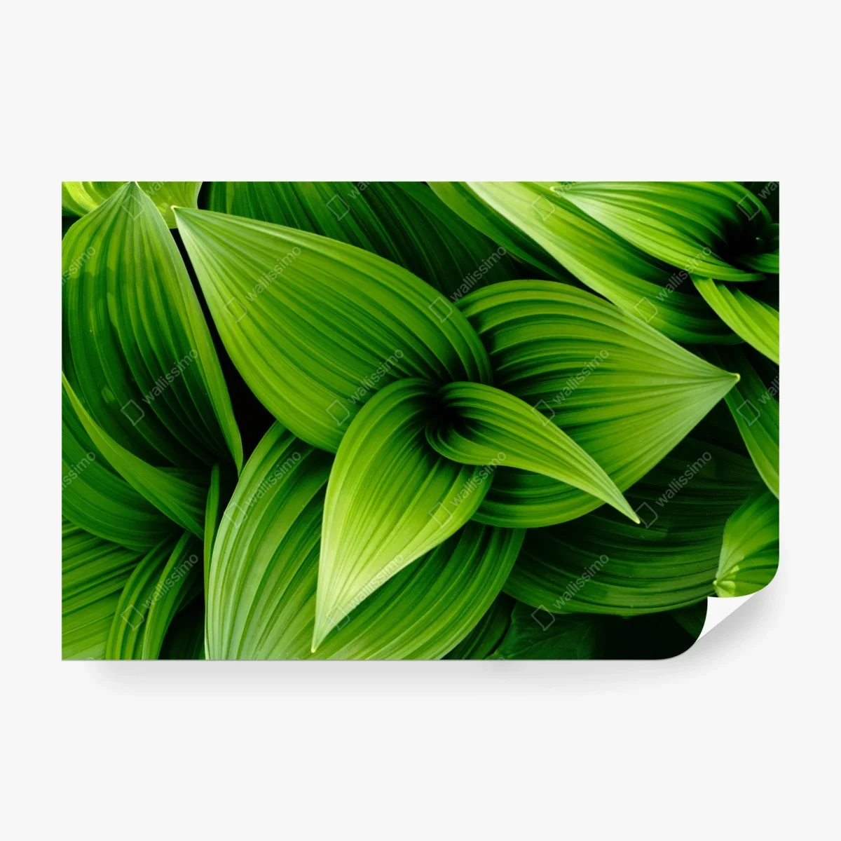 Papier peint feuillage vert luxuriant pour décoration murale – Wallnifity® Papier peint feuillage vert luxuriant pour décoration murale – Wallnifity®