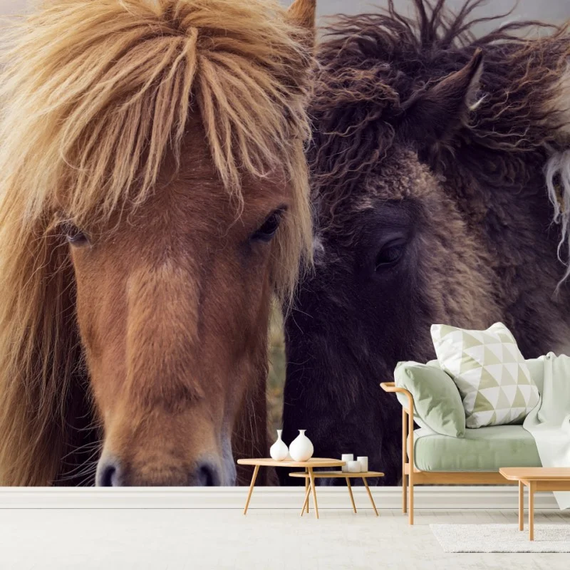 Papier peint chevaux féroïens dans la brume, Îles Féroé – Wallnifity® Papier peint chevaux féroïens dans la brume, Îles Féroé – Wallnifity®