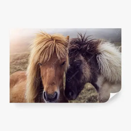 Papier peint chevaux féroïens dans la brume, Îles Féroé – Wallnifity®