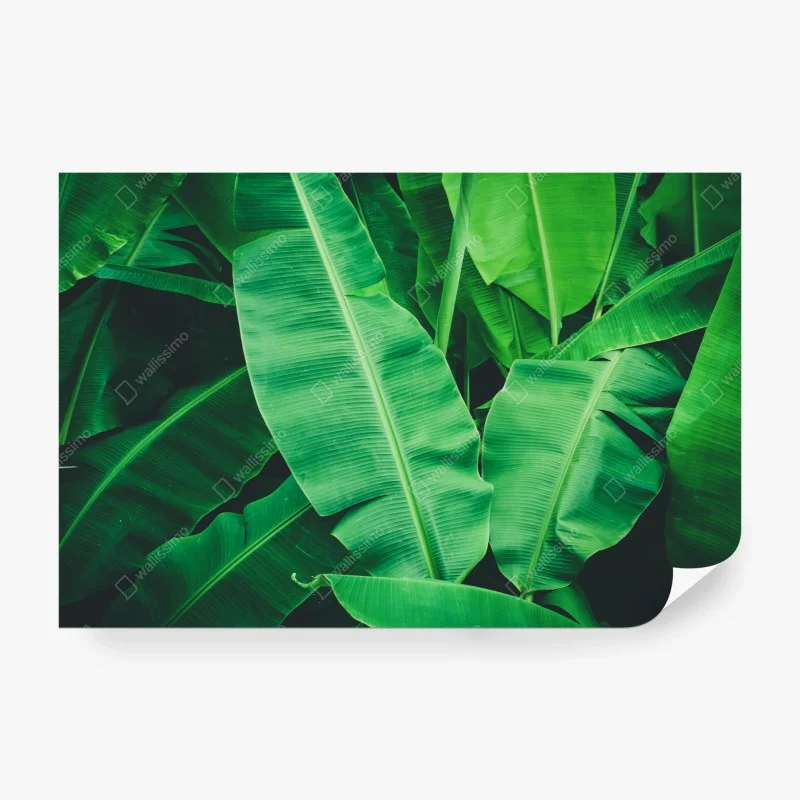 Papier peint feuillage de bananier tropical luxuriant – Wallnifity® Papier peint feuillage de bananier tropical luxuriant – Wallnifity®