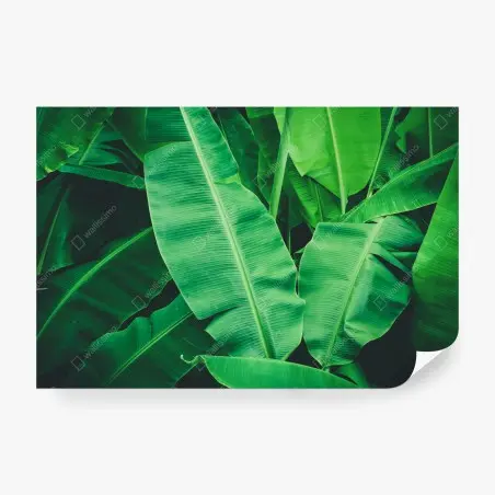 Papier peint feuillage de bananier tropical luxuriant – Wallnifity®