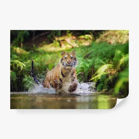 Papier peint tigre en pleine course dans la rivière – Wallnifity®