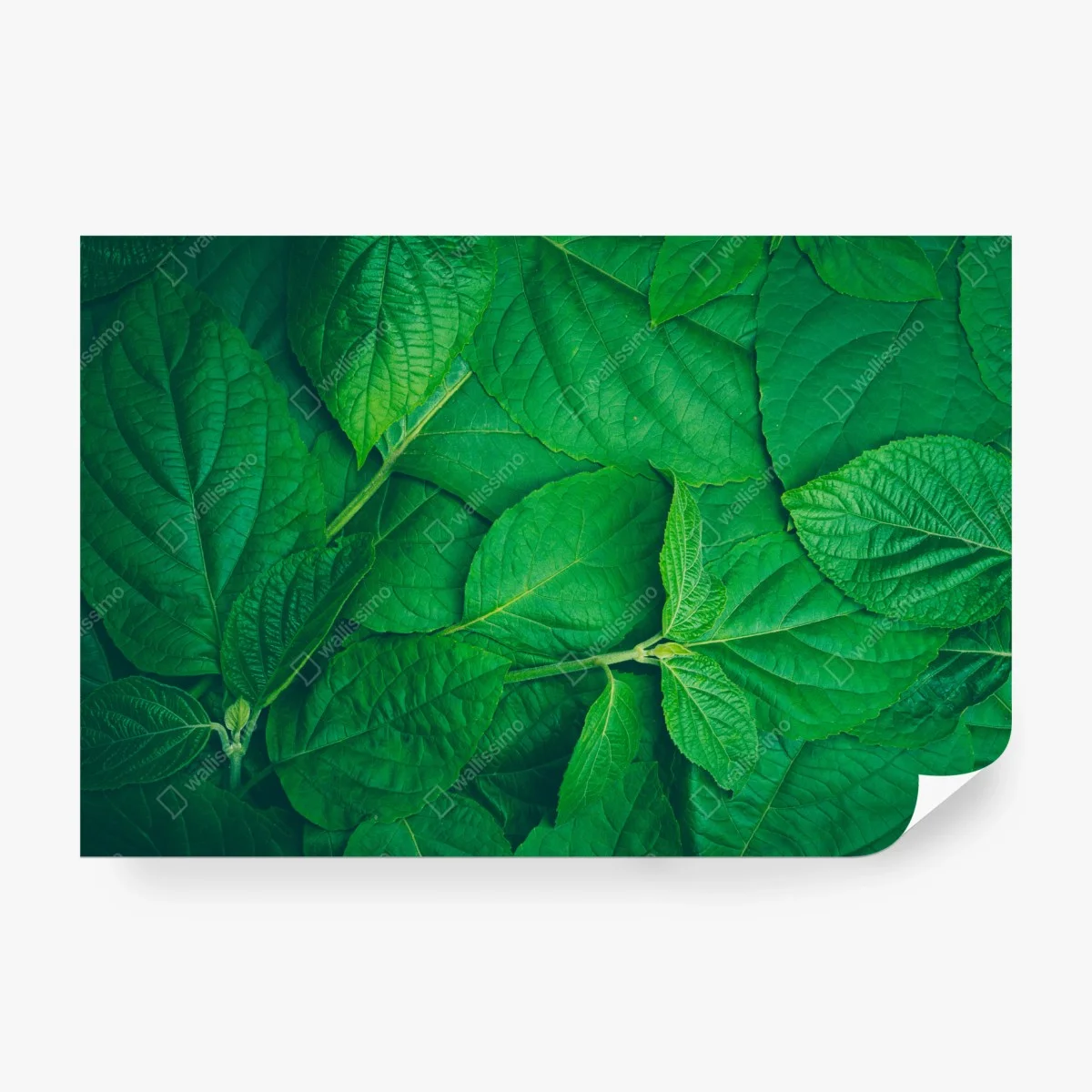 Papier peint feuillage vert luxuriant – Wallnifity® Papier peint feuillage vert luxuriant – Wallnifity®