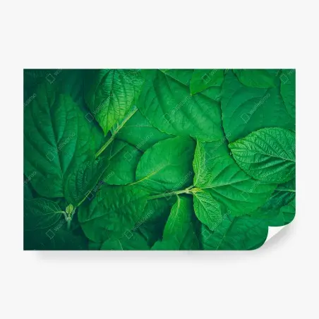 Papier peint feuillage vert luxuriant – Wallnifity®