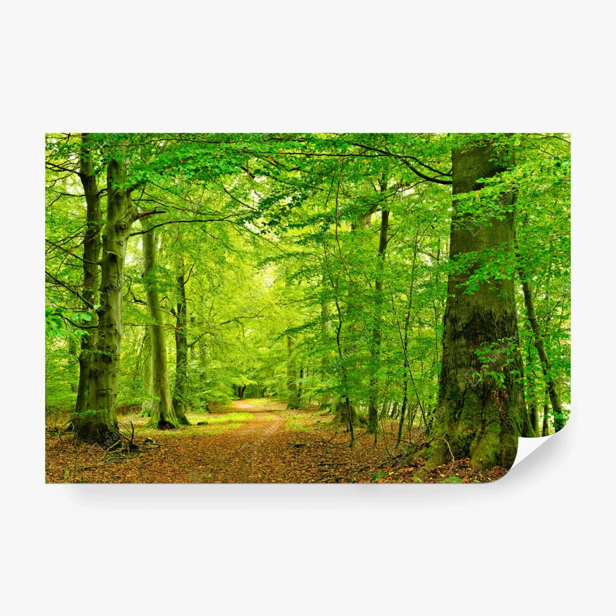 Papier peint chemin forestier verdoyant au cœur du sous-bois – Wallnifity®