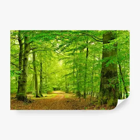 Papier peint chemin forestier verdoyant au cœur du sous-bois – Wallnifity®