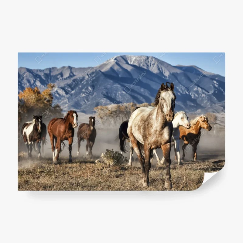 Papier peint troupeau de chevaux à Zapata Ranch, Colorado – Wallnifity® Papier peint troupeau de chevaux à Zapata Ranch, Colorado – Wallnifity®