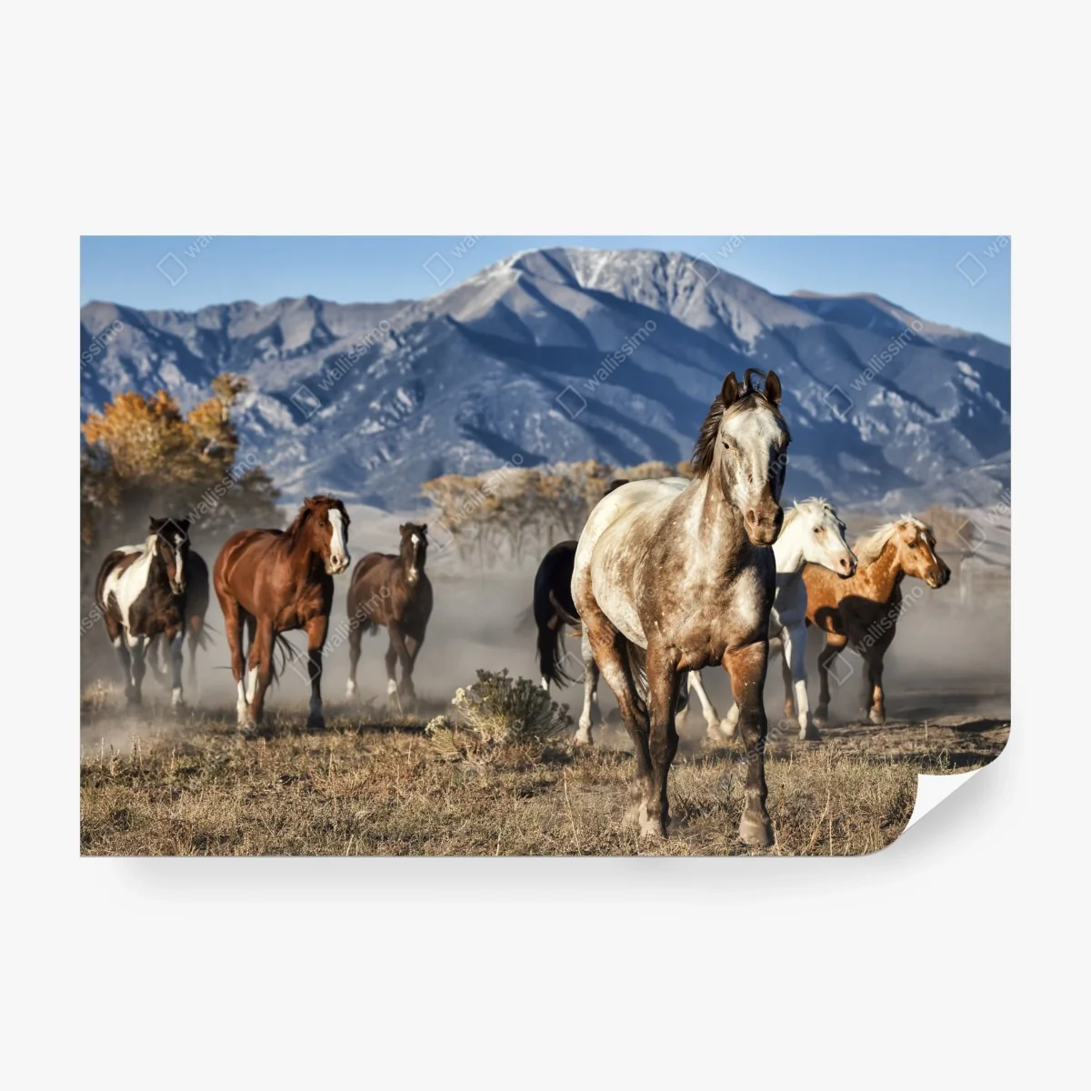 Papier peint troupeau de chevaux à Zapata Ranch, Colorado – Wallnifity® Papier peint troupeau de chevaux à Zapata Ranch, Colorado – Wallnifity®