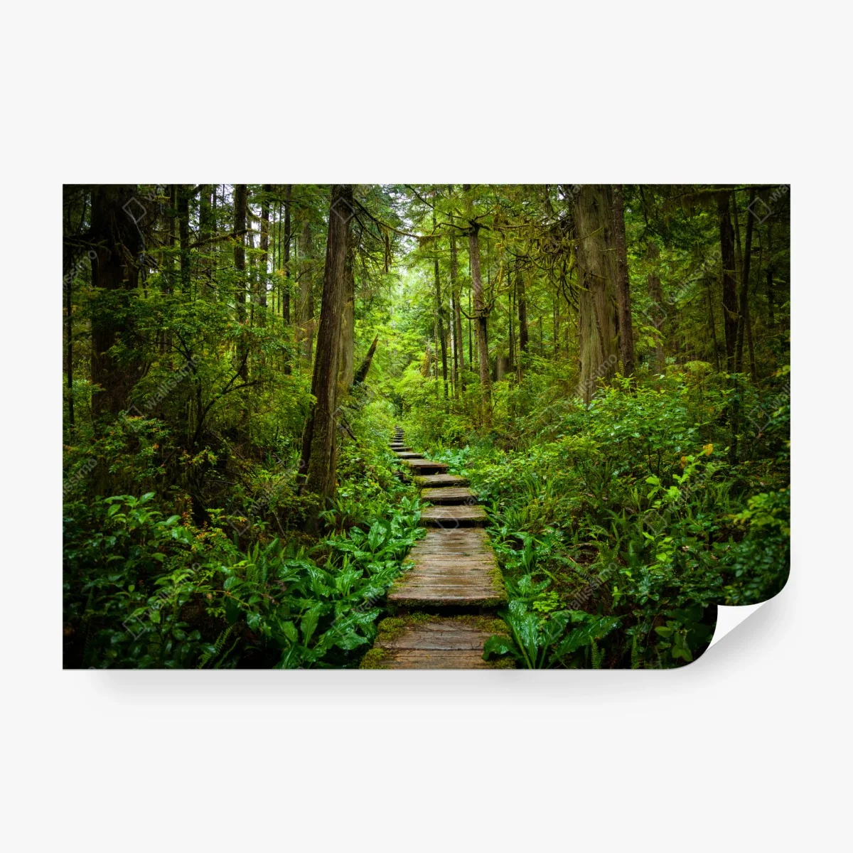 Papier peint sentier en planches à travers une forêt verdoyante – Wallnifity® Papier peint sentier en planches à travers une forêt verdoyante – Wallnifity®