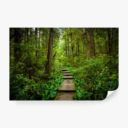 Papier peint sentier en planches à travers une forêt verdoyante – Wallnifity®