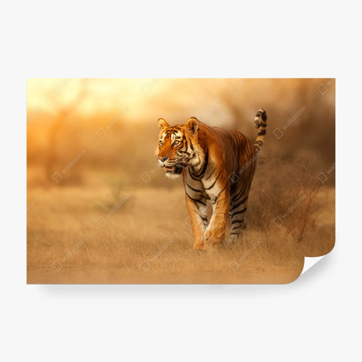 Papier peint tigre majestueux au coucher de soleil – Wallnifity® Papier peint tigre majestueux au coucher de soleil – Wallnifity®